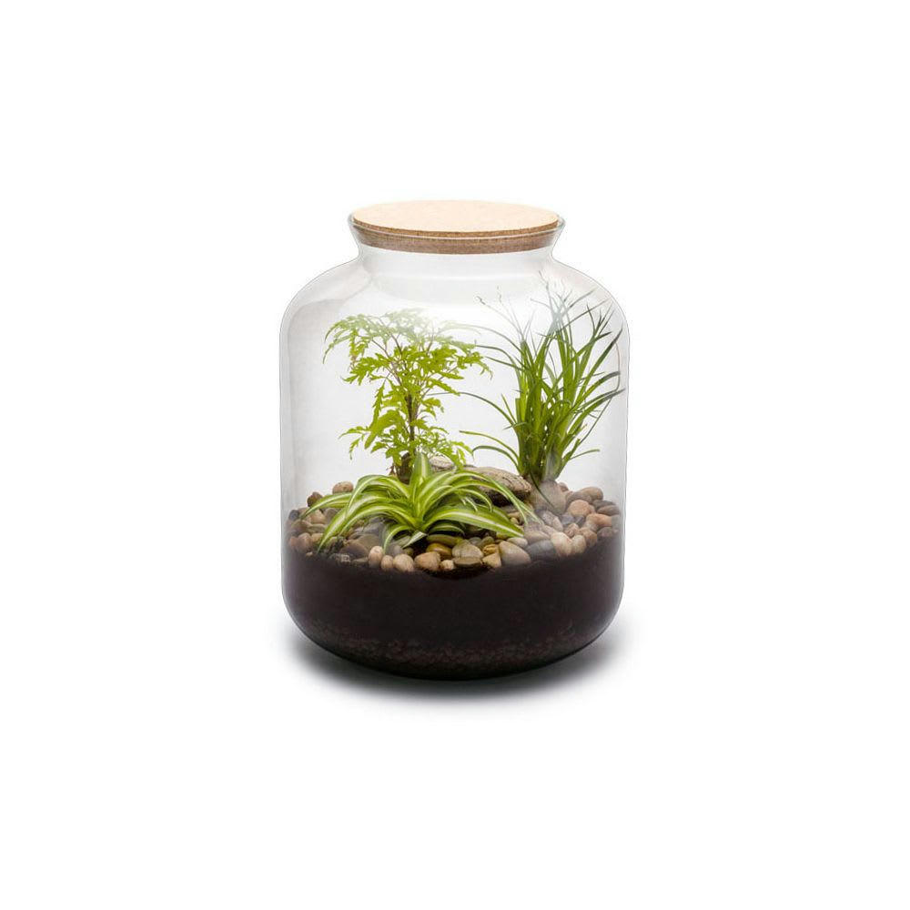 TERRA KIT - Kit terrarium plantes bonbonne mix s (24 x 31 cm)