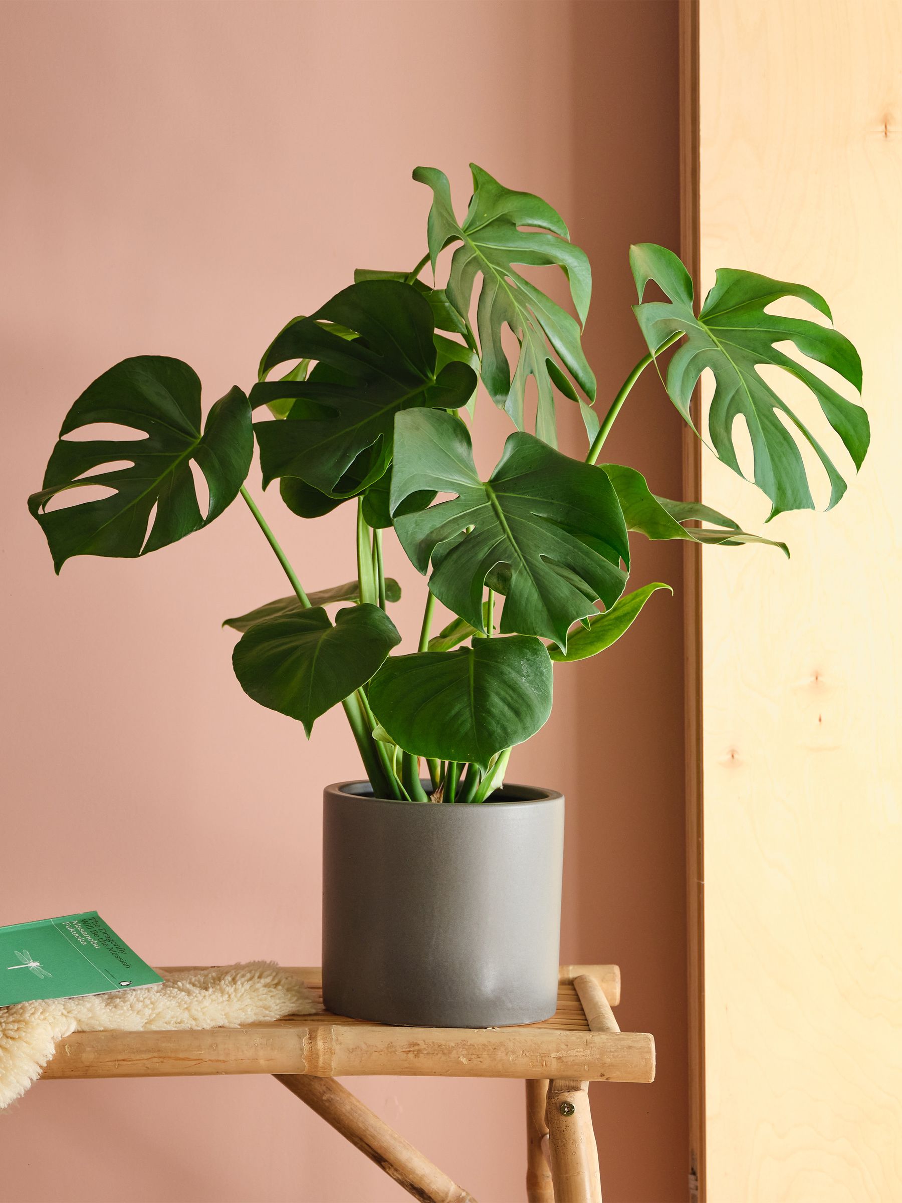 Beards & Daisies Graphite Real Monstera Swiss Cheese Plant in Earthenware Pot