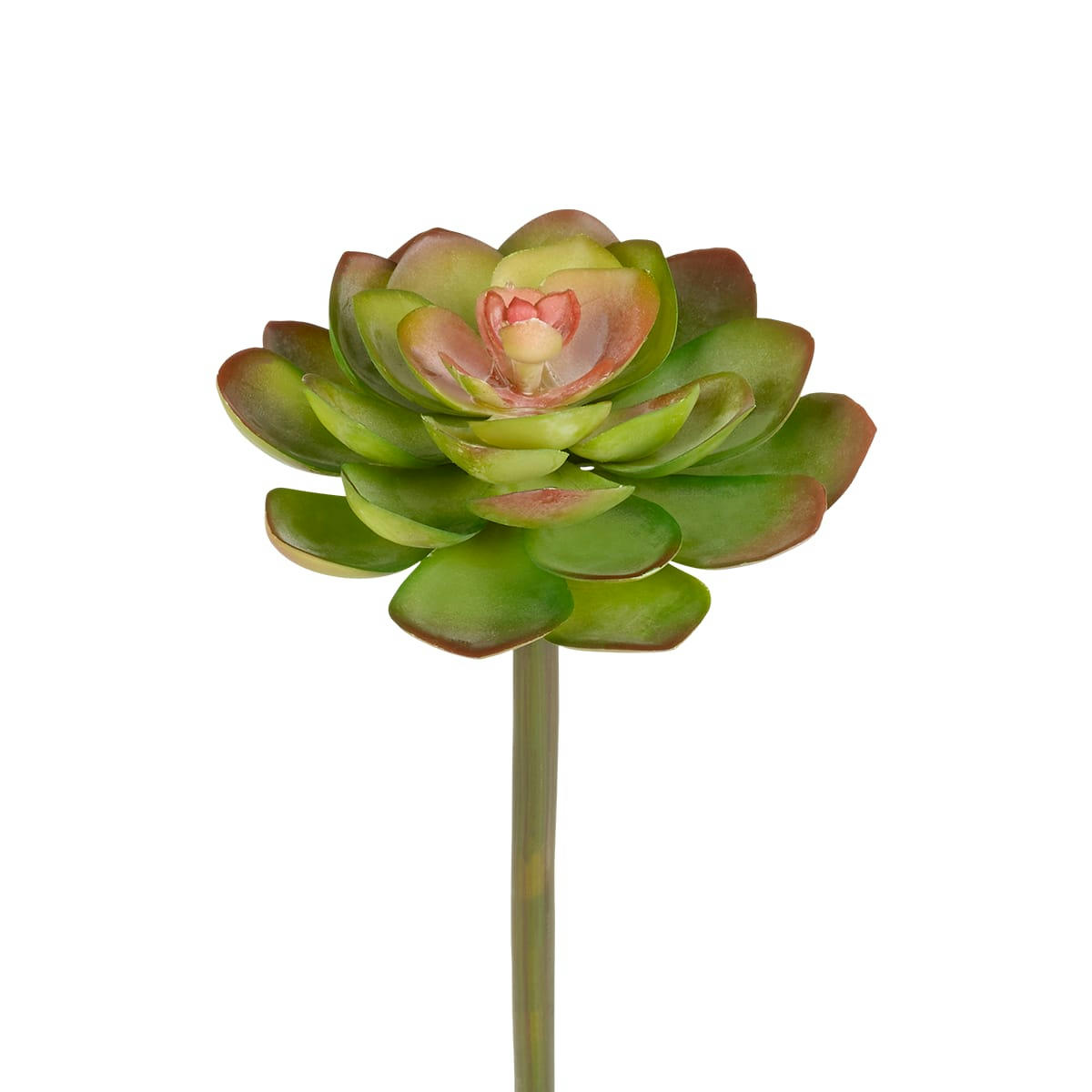 ECHEVERIA - Piquet de succulente Echeveria