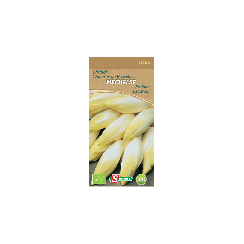 Semences de chicon Mechelse Bio SOMERS