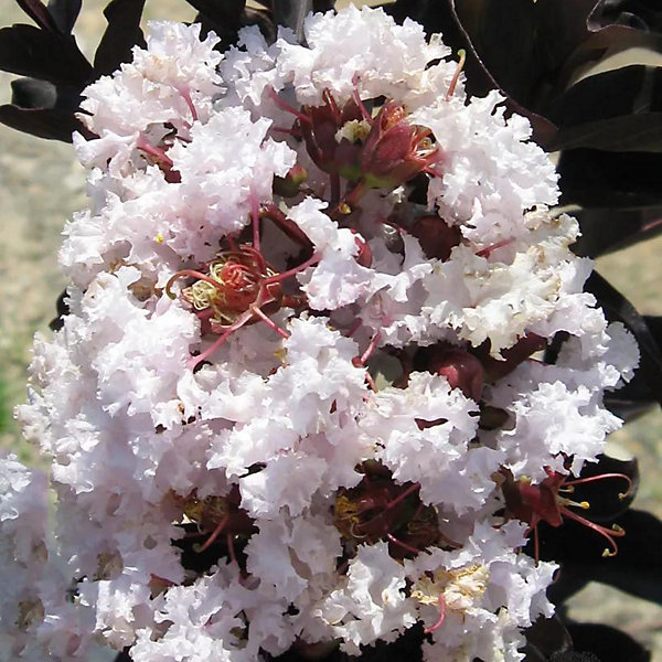 Arbres et plantes - LAGERSTROEMIA black diamond Blush - Pot 3 L - 150cm - Rose pâle - Extérieur