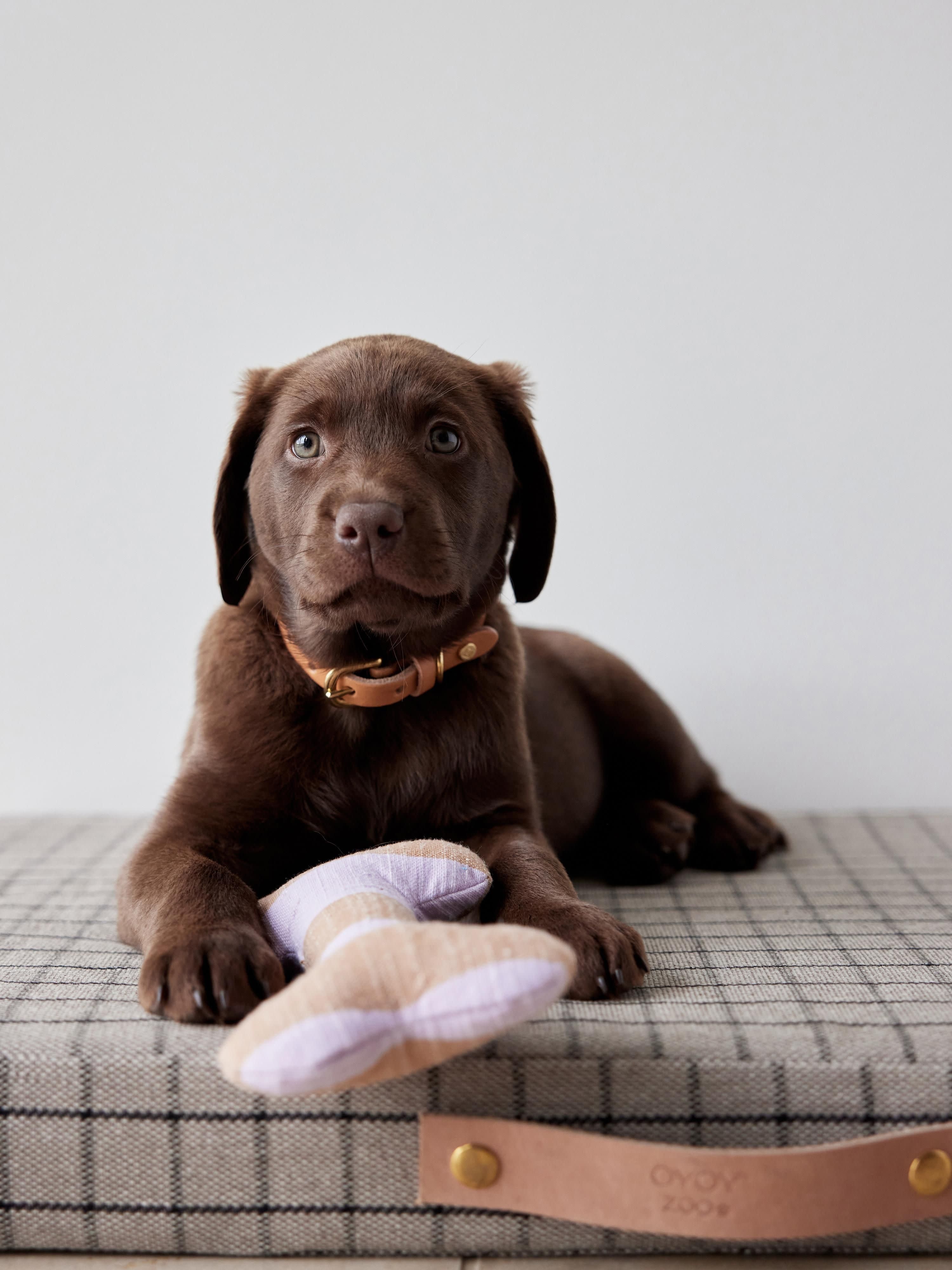 Hundespielzeug Ashi in Knochen-Form, in verschiedenen Größen