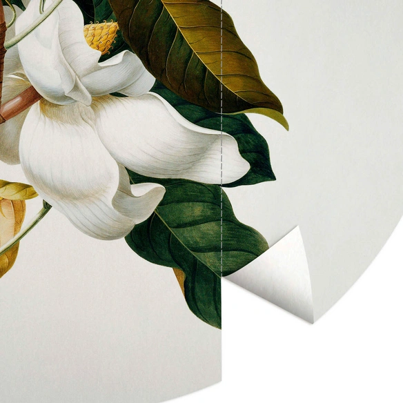 Vliestapete »Runde Vliestapete«, Ehret Botanik Magnolie Vintage, mehrfarbig, matt