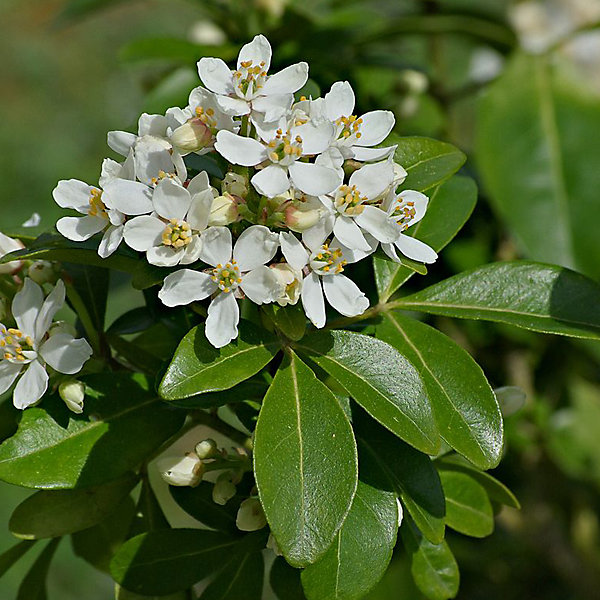 2 x Oranger du Mexique - Choisya ternata- 25-30 cm pot