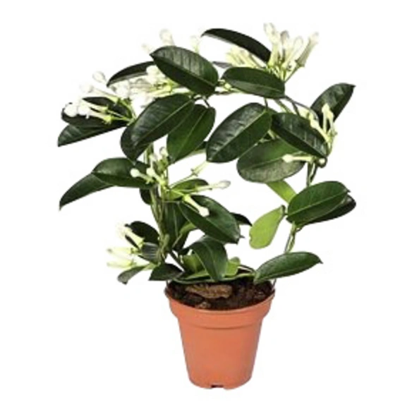 Kranzschlinge, Stephanotis floribunda, Blütenfarbe: weiß
