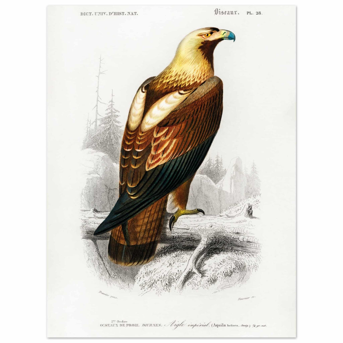 Artfulprints Poster Charles Dessalines d'Orbigny - Eastern imperial eagle (aquila heliaca)  - 30x40 cm - Bruin
