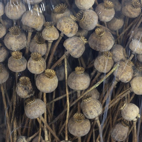 Mohn