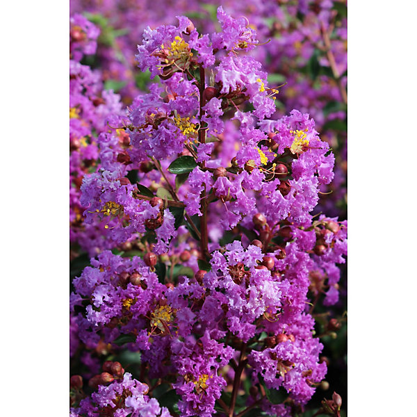 Arbres et plantes - LAGERSTROEMIAPecharmant - Pot 3 L - 300cm - Rose et violet - Extérieur