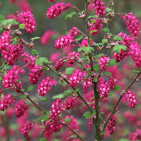 2 x Groseillier à fleurs - Ribes sanguineum- 50-60 cm pot