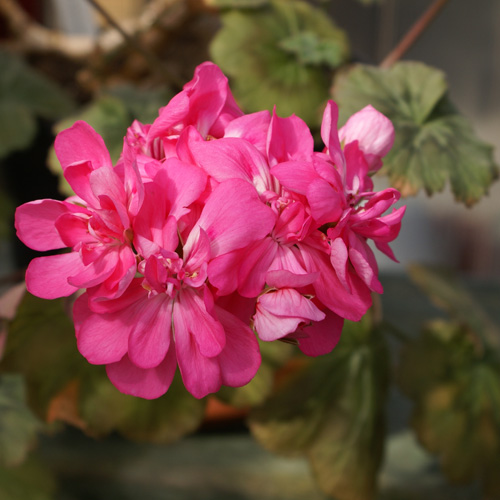 Zonarticpelargon 'Lara Welcome'