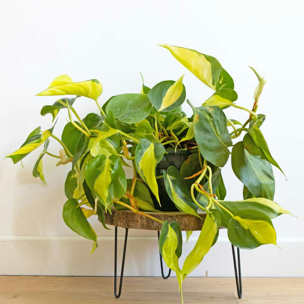 POTHOS JAUNE - Lierre du diable sans cache-pot
