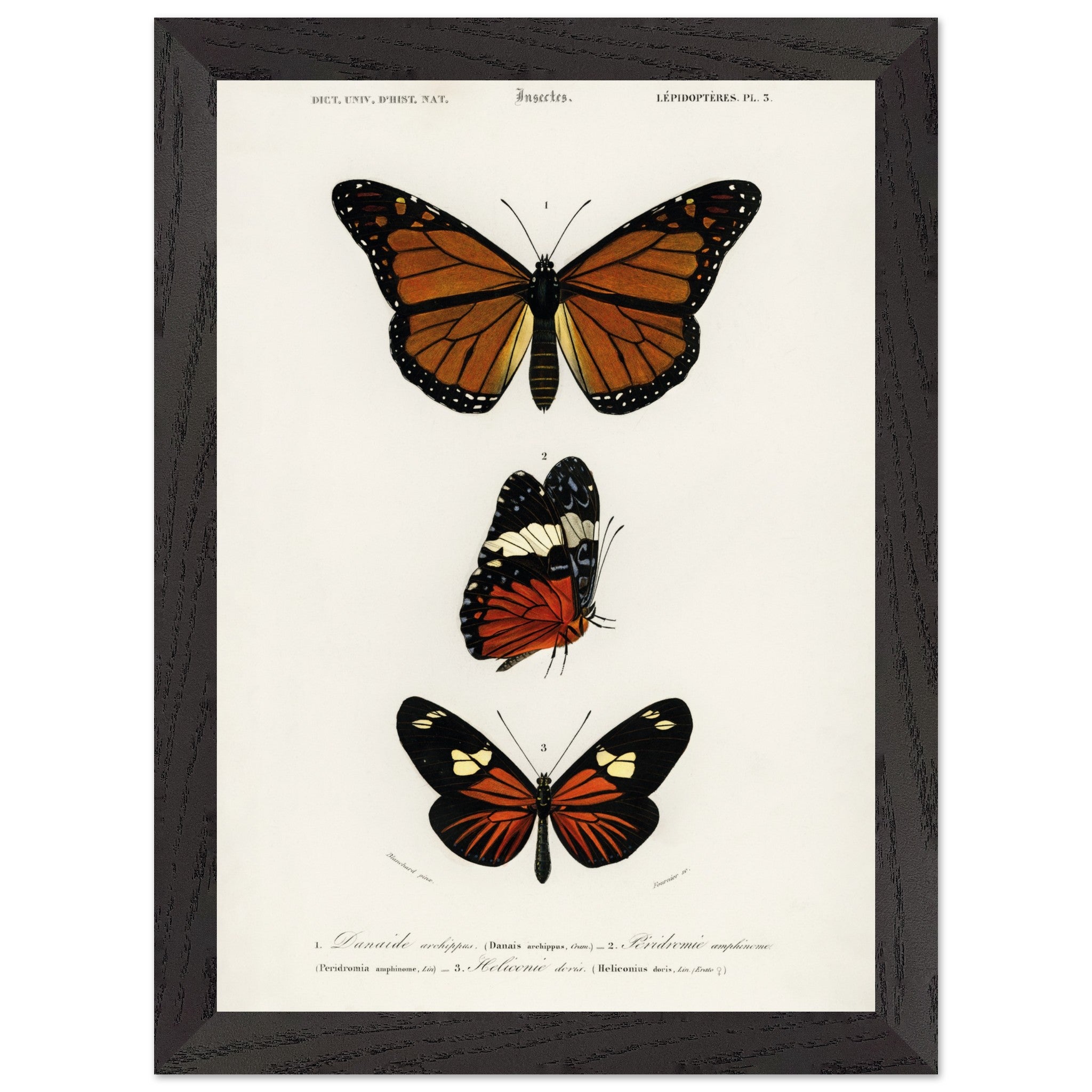 Artfulprints Poster met Lijst Charles Dessalines d'Orbigny - Butterfly  - A4 21x29.7 cm - Bruin