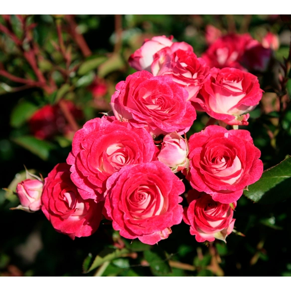 Rosengarten