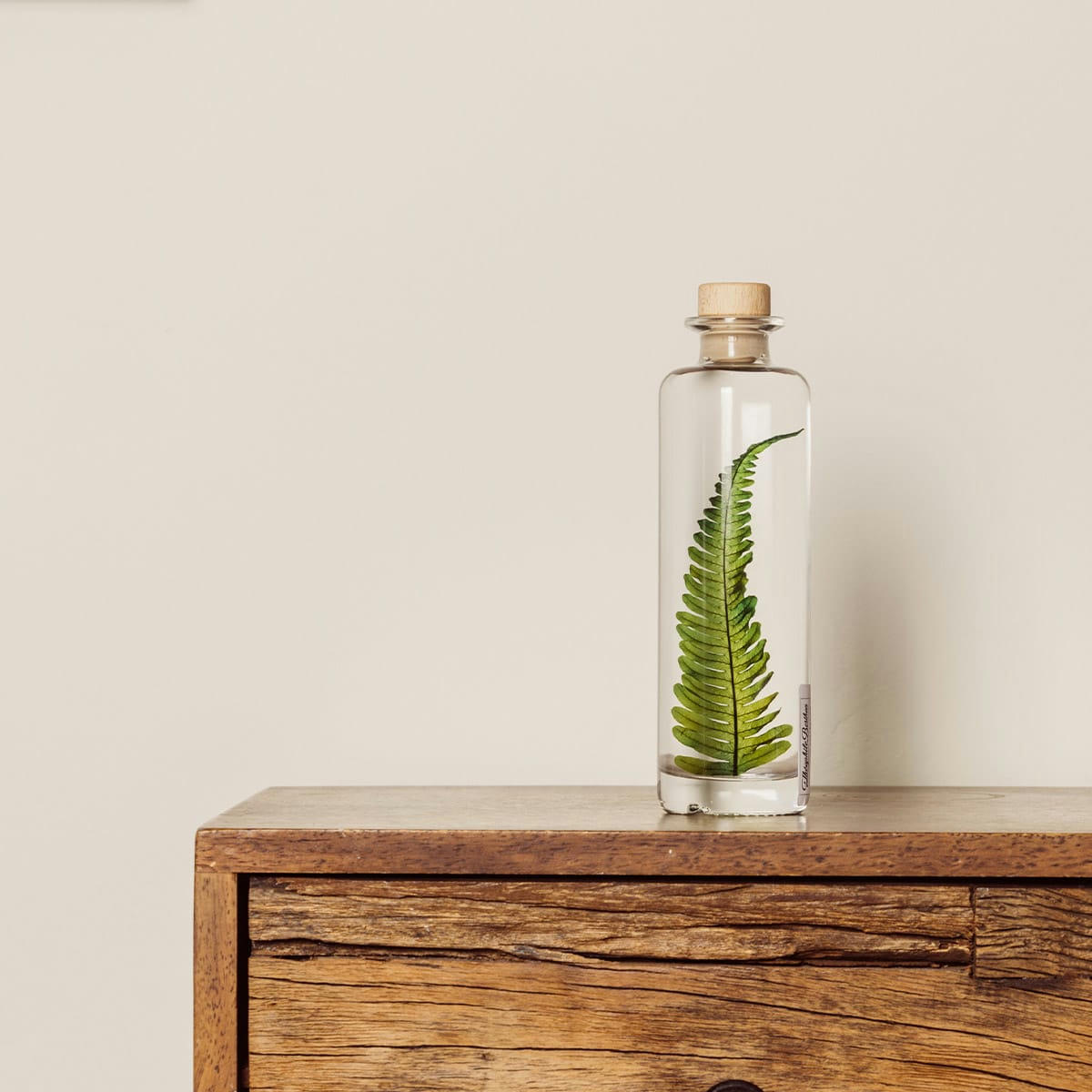 HERBARIUM DE THEOPHILE - Plante immergée Argyrea