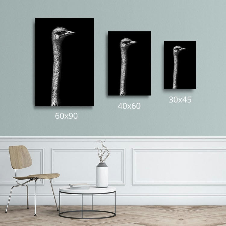 AUTRUCHE HORS SOL - Photographie d'art de Guillaume Mordacq 30x45 cm sur alu