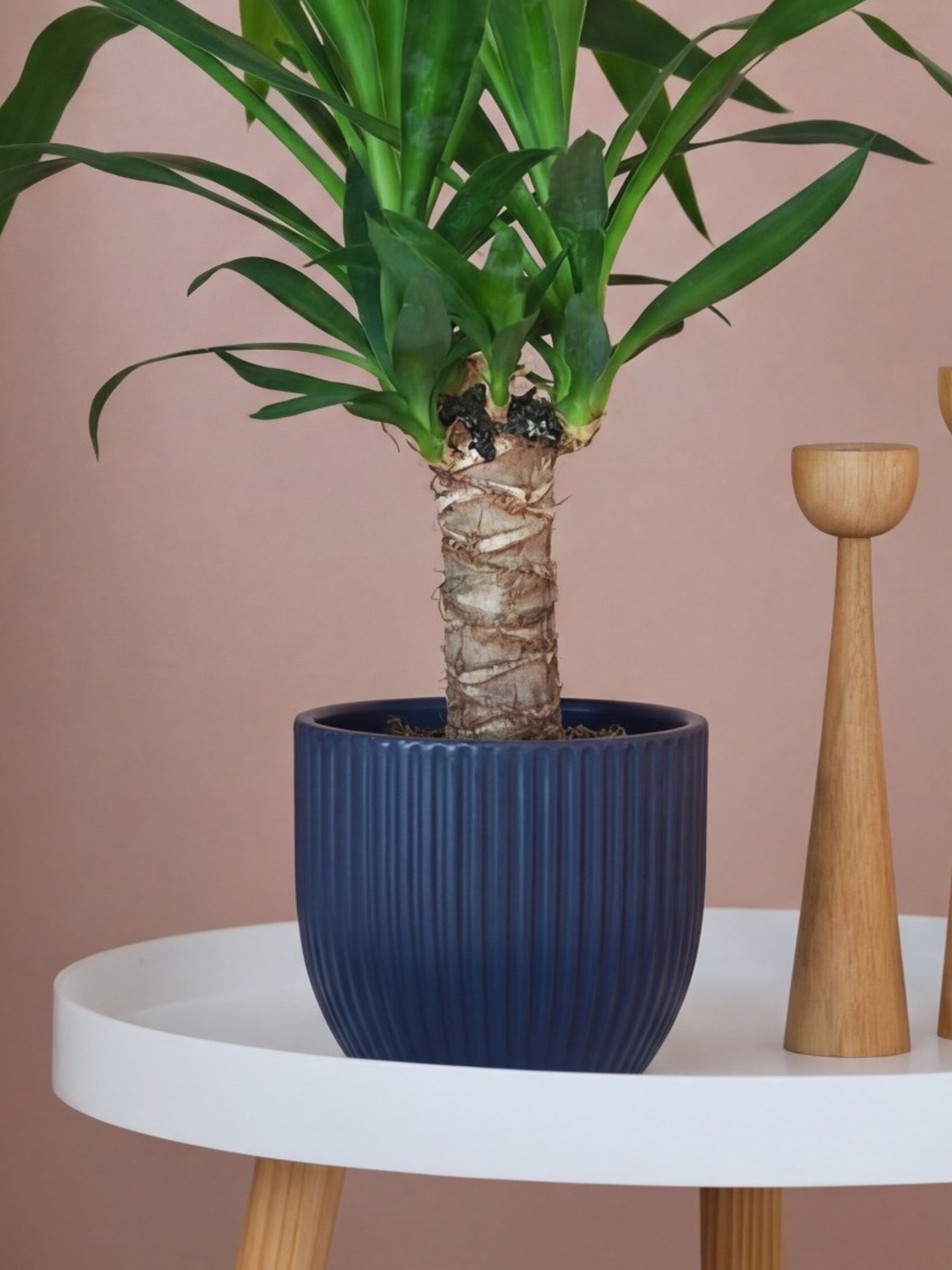 Beards & Daisies Navy Real Yucca Plant in Ribbed Pot