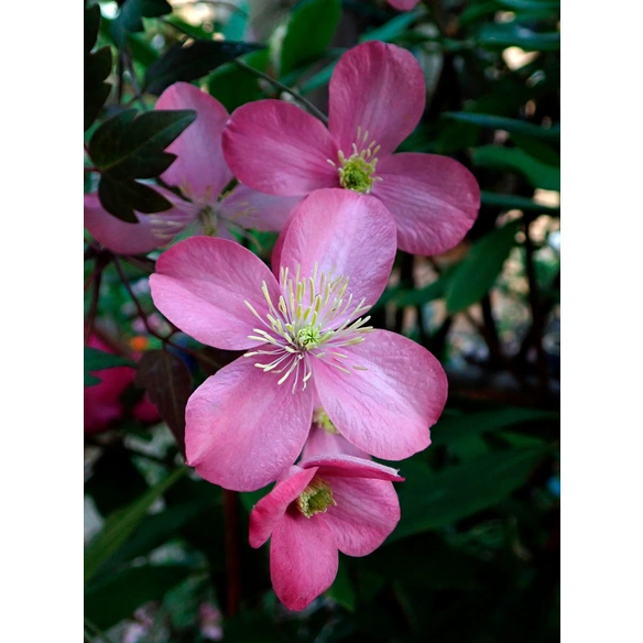 Berg-Waldrebe, Clematis montana »Freda«, tiefrosa, mehrjährig