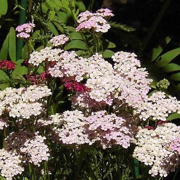 6 x Achillée 'Cerise Queen' - Achillea millefolium 'Cerise Queen'- godet 9cm x 9cm