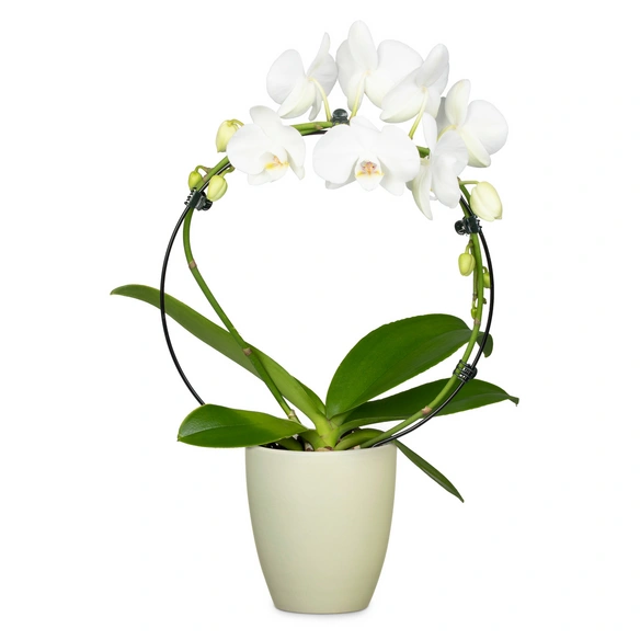 Orchideentopf, Ø x H: 13 x 15 cm, Keramik, grün