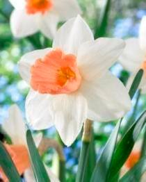Bulbs Are Easy, Large Cupped Accent Narcissi Bulbs, Assorted Varieties, Home Garden