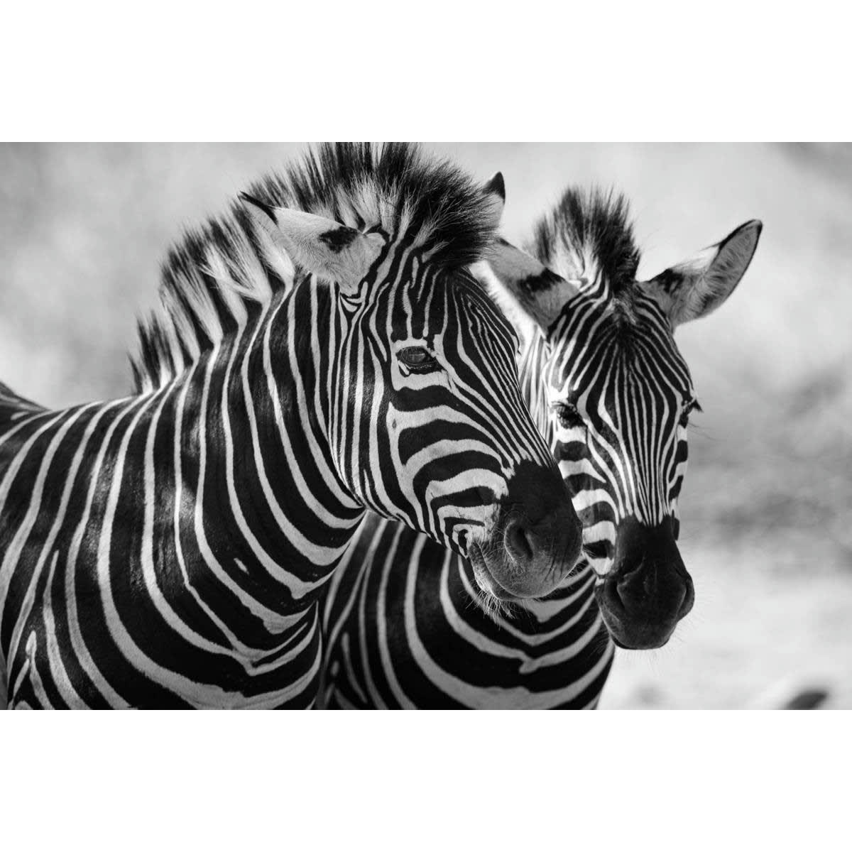 ANIMAUX - Tableau sur toile zoom zèbres 65x97 cm