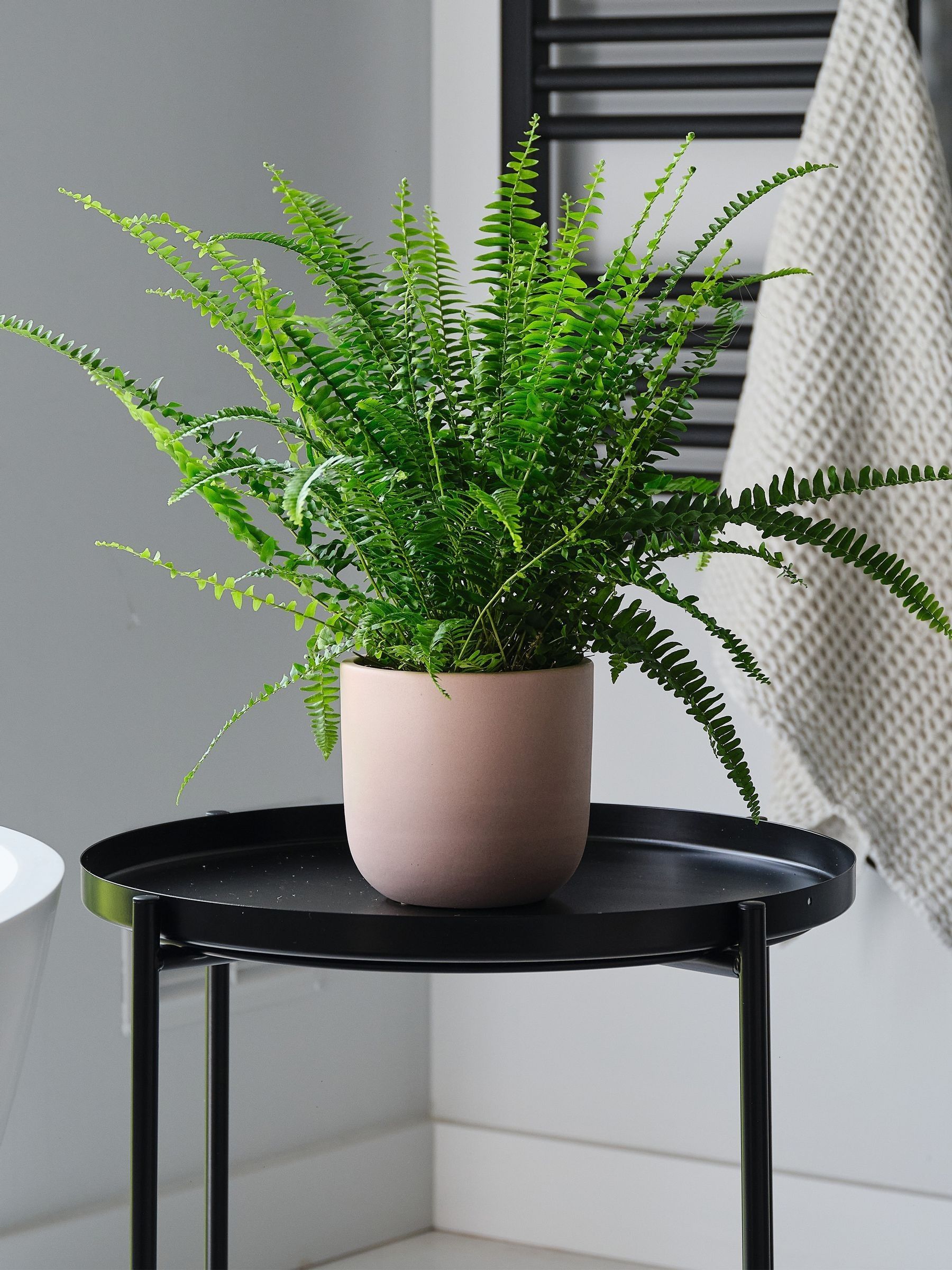 Beards & Daisies Pink Clay Boston Fern & Real Boston Fern Plant in Earthenware Pot
