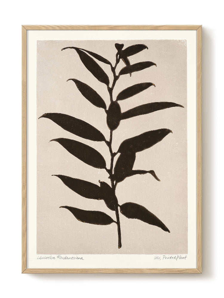 PrintedPlant - Leucothoe Fontanesiana - PSTR studio Kunst Poster