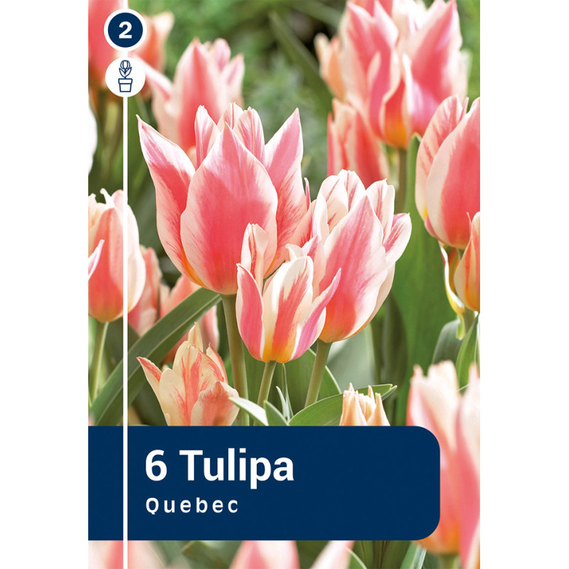 Bulbes de tulipes Québec 6 pièces