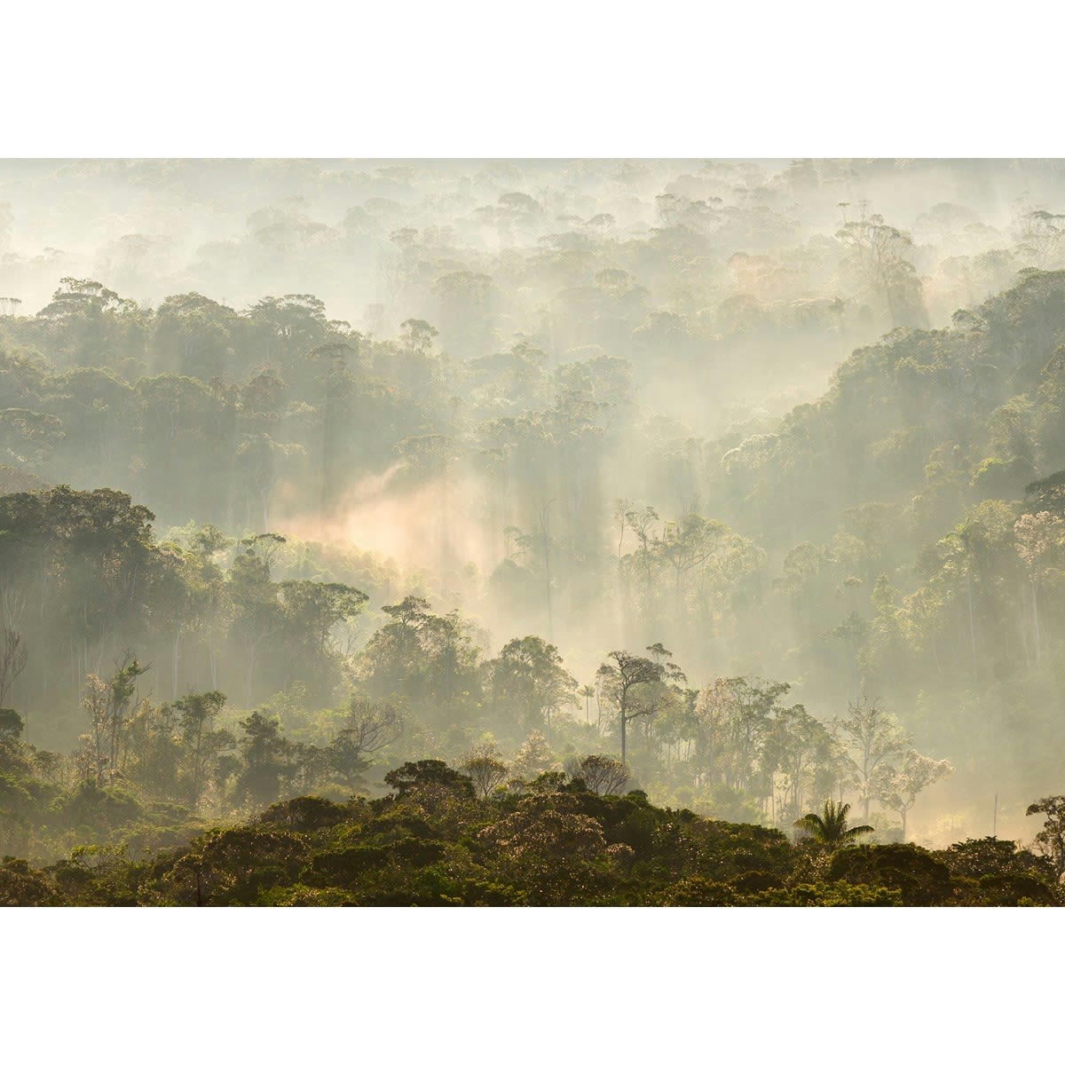 MISTY FOREST - Papier peint panoramique en papier vert kaki 384x270