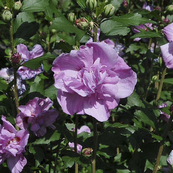 2 x Mauve en arbre 'Ardens' - Hibiscus syriacus 'Ardens'- 40-60 cm pot