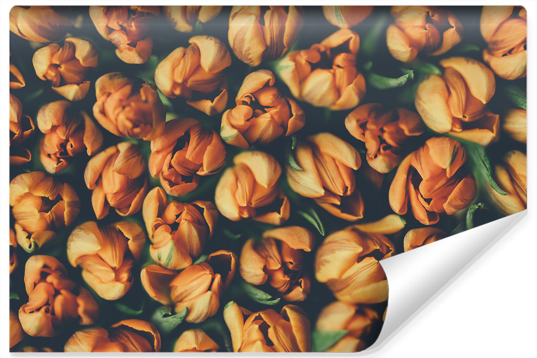 Fototapeta Pomarańczowe TULIPANY Kwiaty 3D 90x60cm