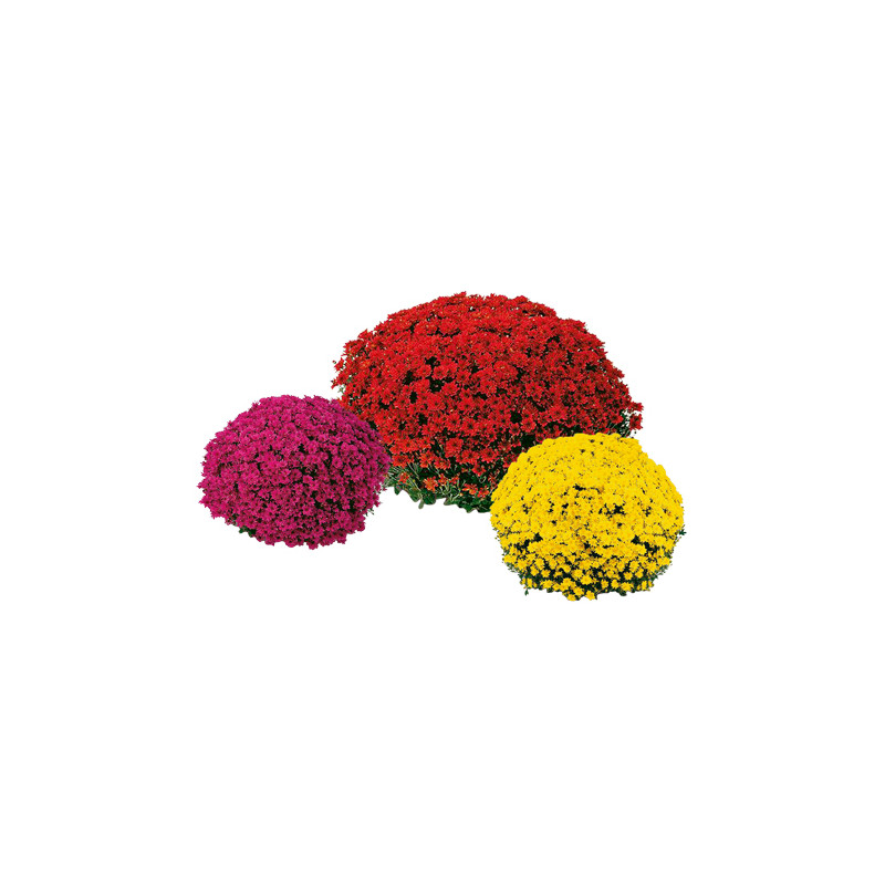 Chrysanthème pomponette en pot Ø 19 cm