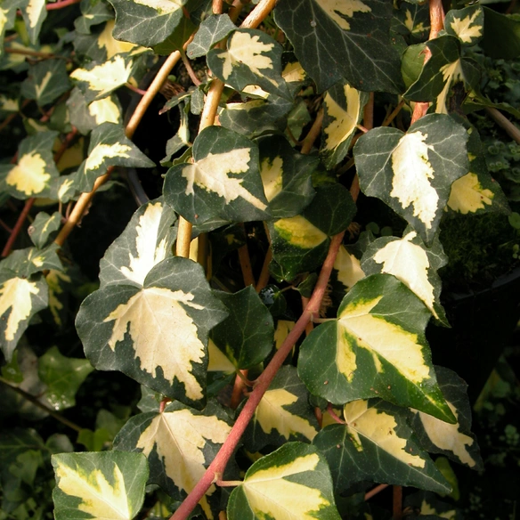 Efeu, Hedera helix »Goldheart«, winterhart
