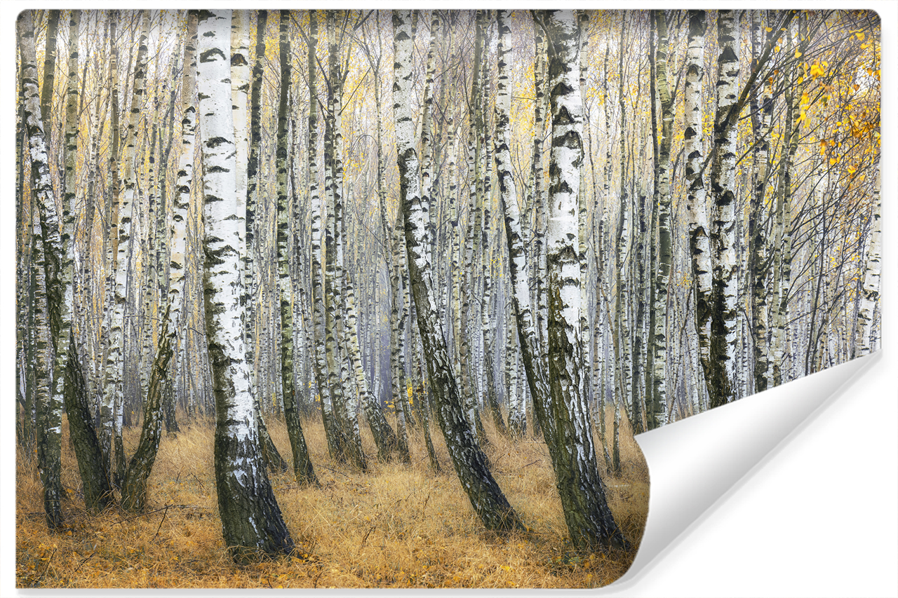 Fototapeta Leśny Pejzaż BRZOZY Jesień 3D 90x60cm