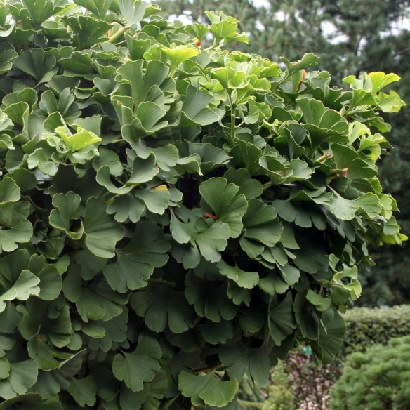 Pflanze, »Ginkgo biloba«, kompakt buschig, 100 cm, grün