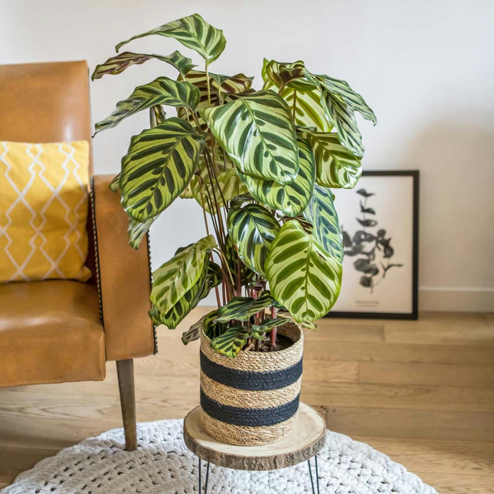 CALATHÉA - Plante d'intérieur calathéa makoyana + cache-pot
