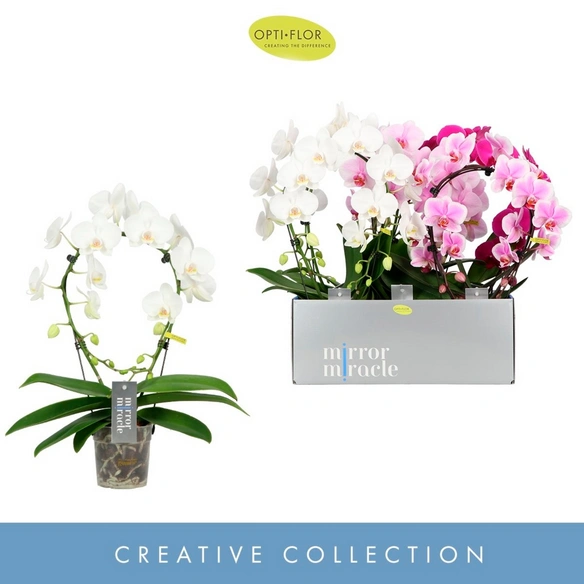 Orchidee, Phalaenopsis Mirror Optiflor