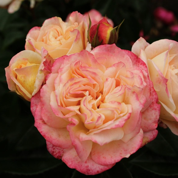Edelrose, Rosa »Concorde®«, Blüte: apricot, gefüllt