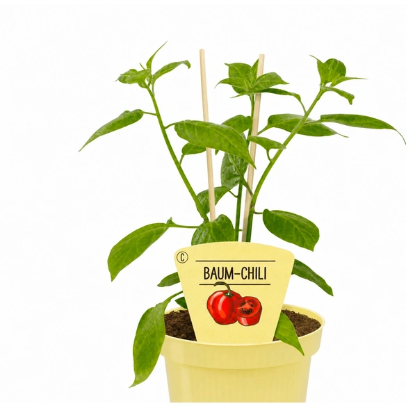 Chili »Rocoto Red«, Ø12cm-Topf, bio