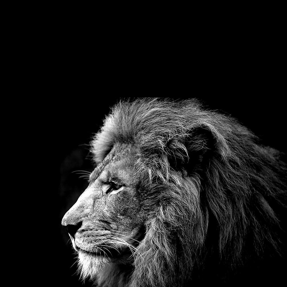Quadro decorativo preto e branco leão 78x118cm
