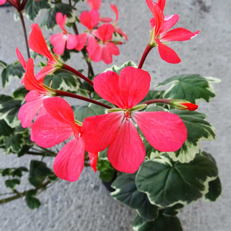 Zonalpelargon 'Platinum'