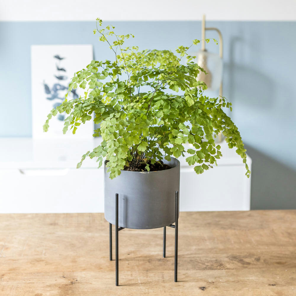 - Fougère Adiantum ou Capillaire avec cache-pot D13