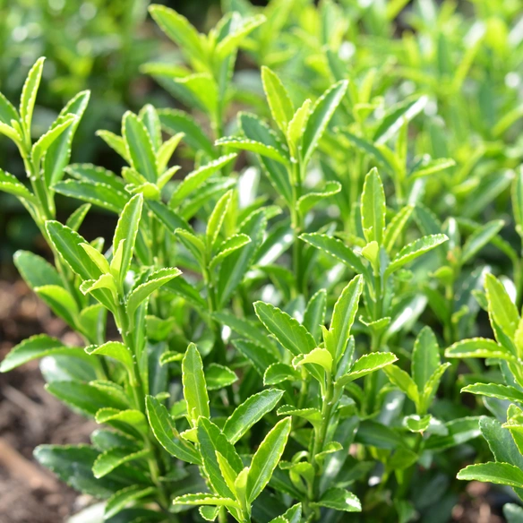 Spindelstrauch, Euonymus japonicus »Microphyllus Green«, weiß, winterhart