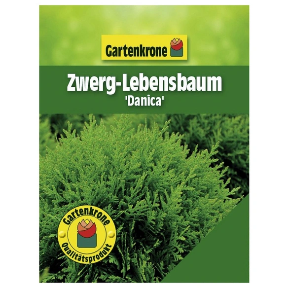 Zwerg-Lebensbaum, Thuja occidentalis »Danica«, winterhart