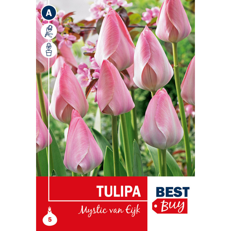 Bulbes de tulipes Mystic van Eijk 5 pièces