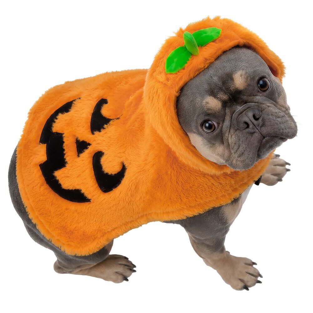 Déguisement chien Halloween pull capuche citrouille orange S/M