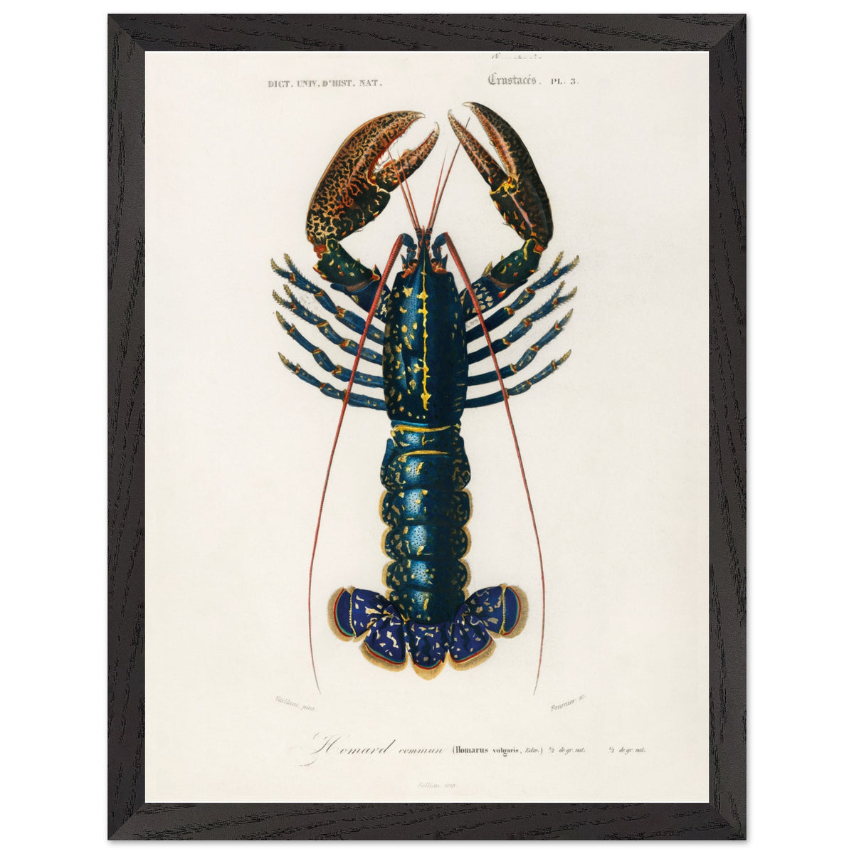 Artfulprints Poster met Lijst Charles Dessalines d'Orbigny - Crimson crawfish (palemon ornatum)  - 30x40 cm - Blauw