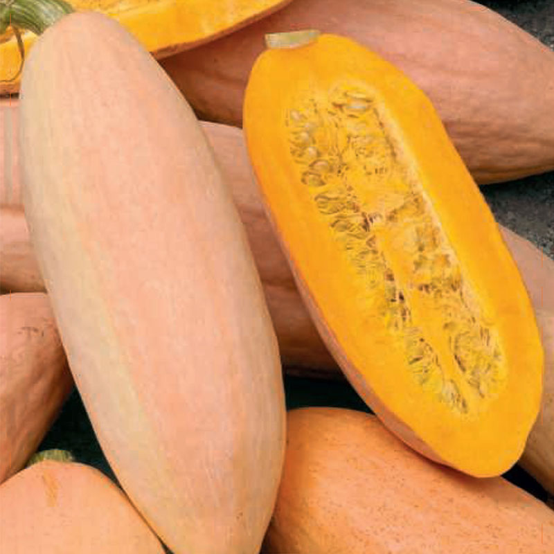 Jättepumpa 'Pink Banana Jumbo', vintersquash
