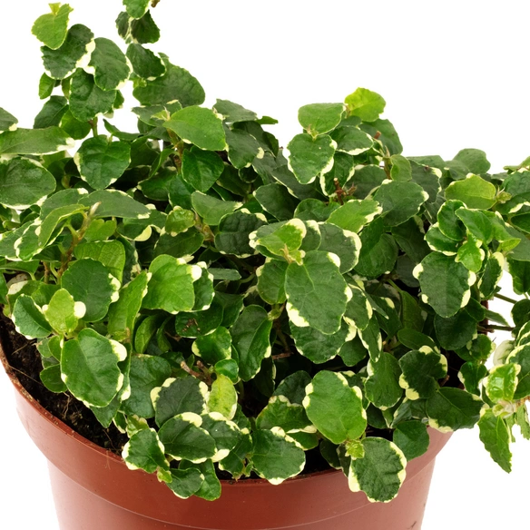 Kletterfeige, Ficus pumila, im Kunststoff-Kulturtopf