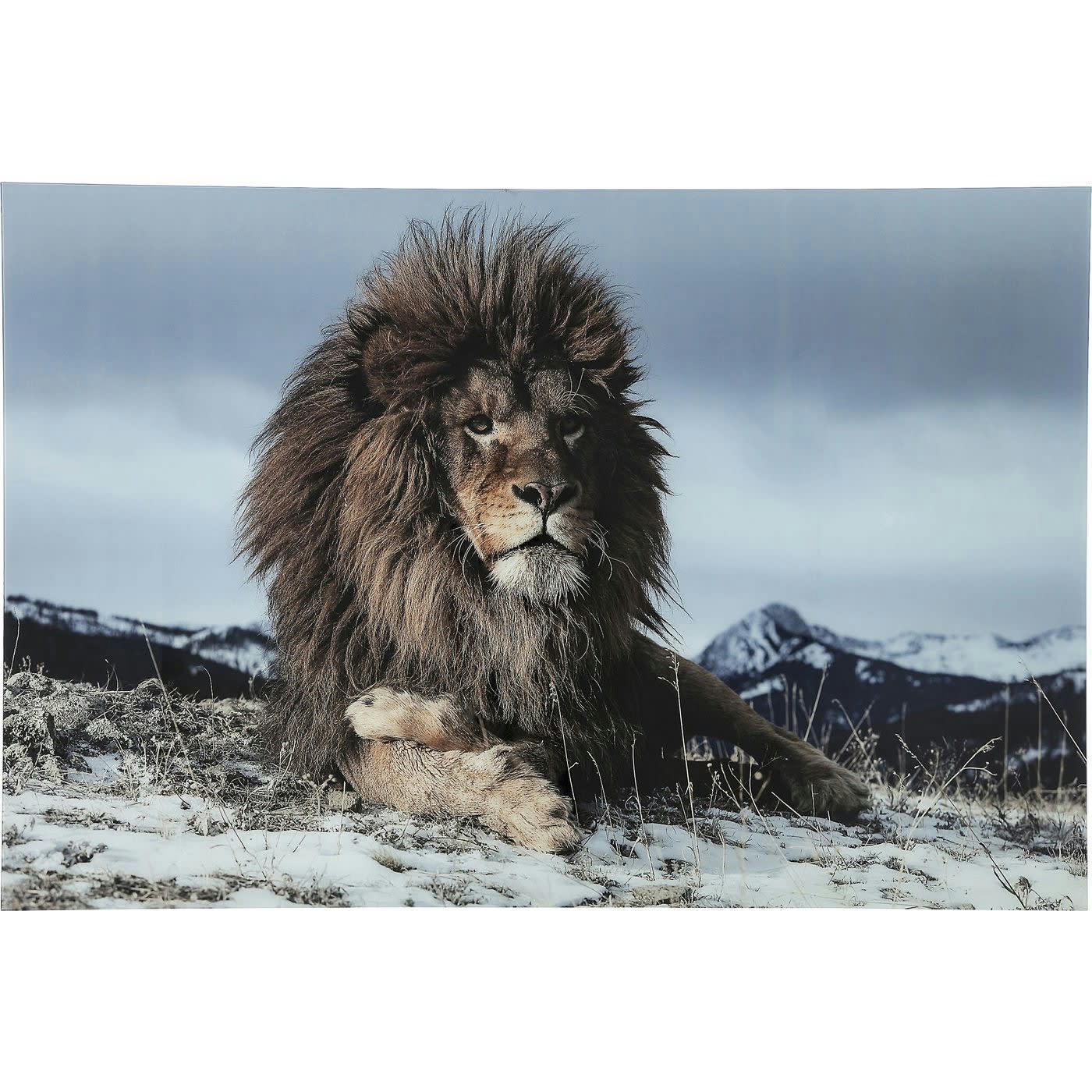 LION - Tableau lion allongé en verre 180x120